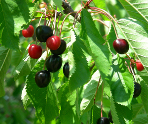 Cherries, and Berries, and Jams! Oh, My!