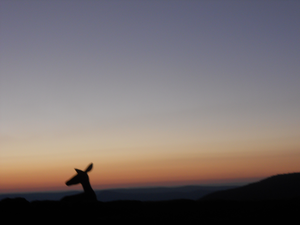 Hikes and “Yikes Its a Bear!” at Shenandoah National Park