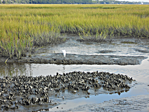 The Coast With The Most, Exploring The Charleston Area